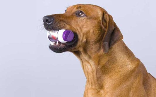 Tips for Choosing Nutritional Supplements for Dogs