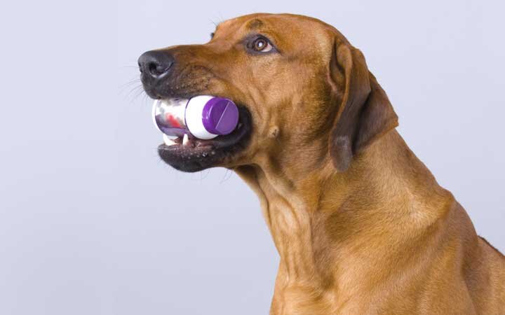 Tips for Choosing Nutritional Supplements for Dogs